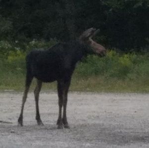 Meet your Posher, Dawn